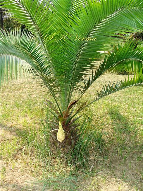  Young Male plant with Male infl.
